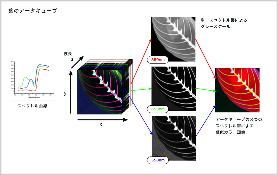 ハイパースペクトルカメラで取得できるイメージ