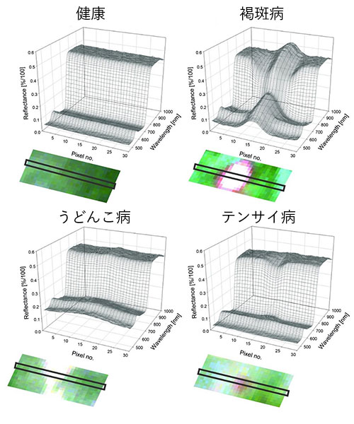 健康な葉と病気の葉の空間反射スペクトル