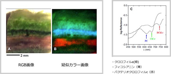 ハイパースペクトルカメラによる蛍光微生物の分析