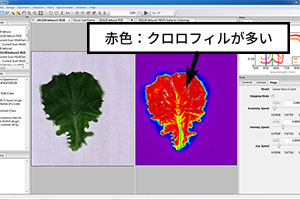 クロロフィルの含有量別に色分け（赤色がクロロフィルが多い葉の部分を指します）