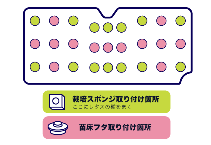 レタスを植える際の間隔について