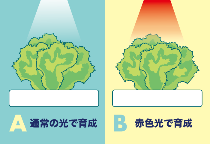 実験内容の説明