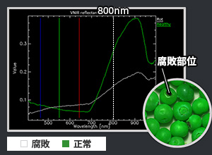 腐敗した部位・正常な部位のスペクトルデータ