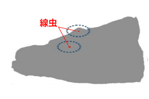 画像処理で線虫を明確化