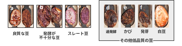 カットテストと目視検査で分類されたカカオ豆