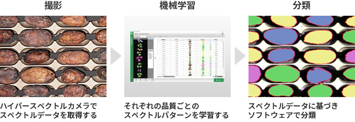 カカオ豆の分類プロセス