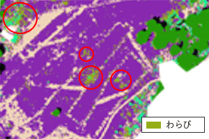 わらびの分布（くすんだ緑色のピクセル）