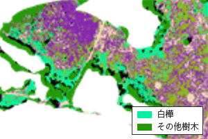 白樺の分布（明るい緑色のピクセル）