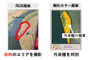 ハイパースペクトルカメラで「外来種の雑草」を判別