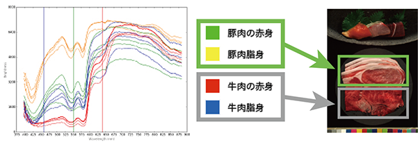 食肉のスペクトル