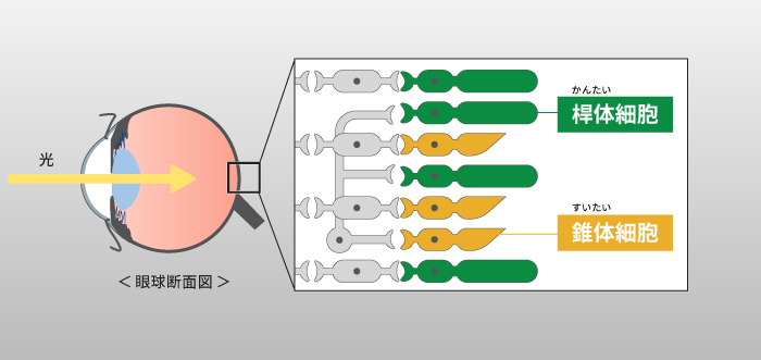 桿体細胞と錐体細胞