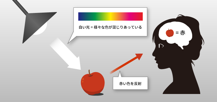 リンゴの赤色を認識するプロセス