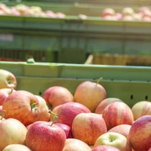農業 | 果物の品質と貯蔵寿命