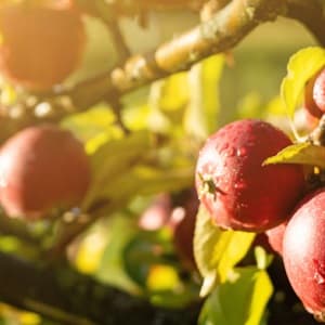 農業 | 果物の熟度のモニタリング