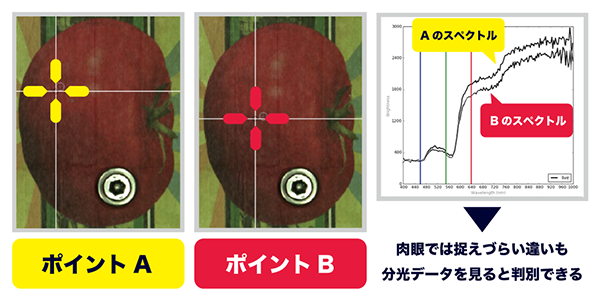 トマトの赤と英字の赤