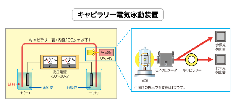 重水素ランプのアプリケーション（キャピラリー電気泳動）