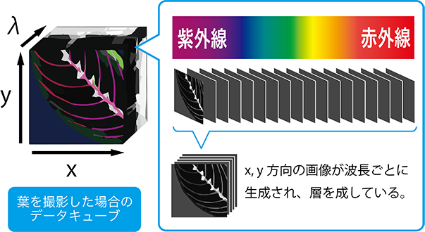 分光カメラの画像データ（データキューブ）