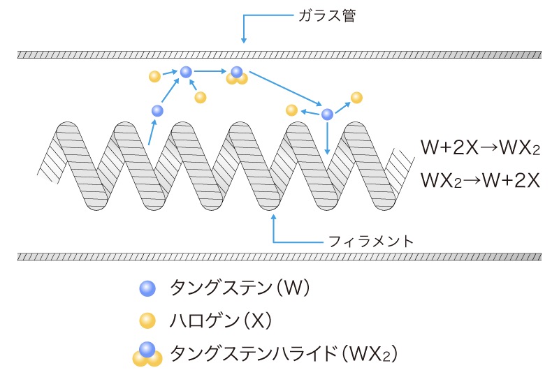 ハロゲンサイクルのモデル