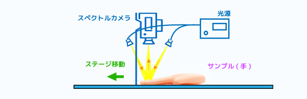 手の反射スペクトル測定