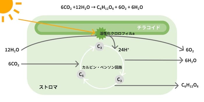 光合成の仕組み