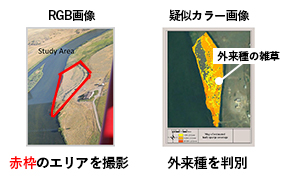 外来種の雑草の判別