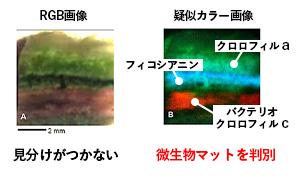 蛍光微生物マットの分析